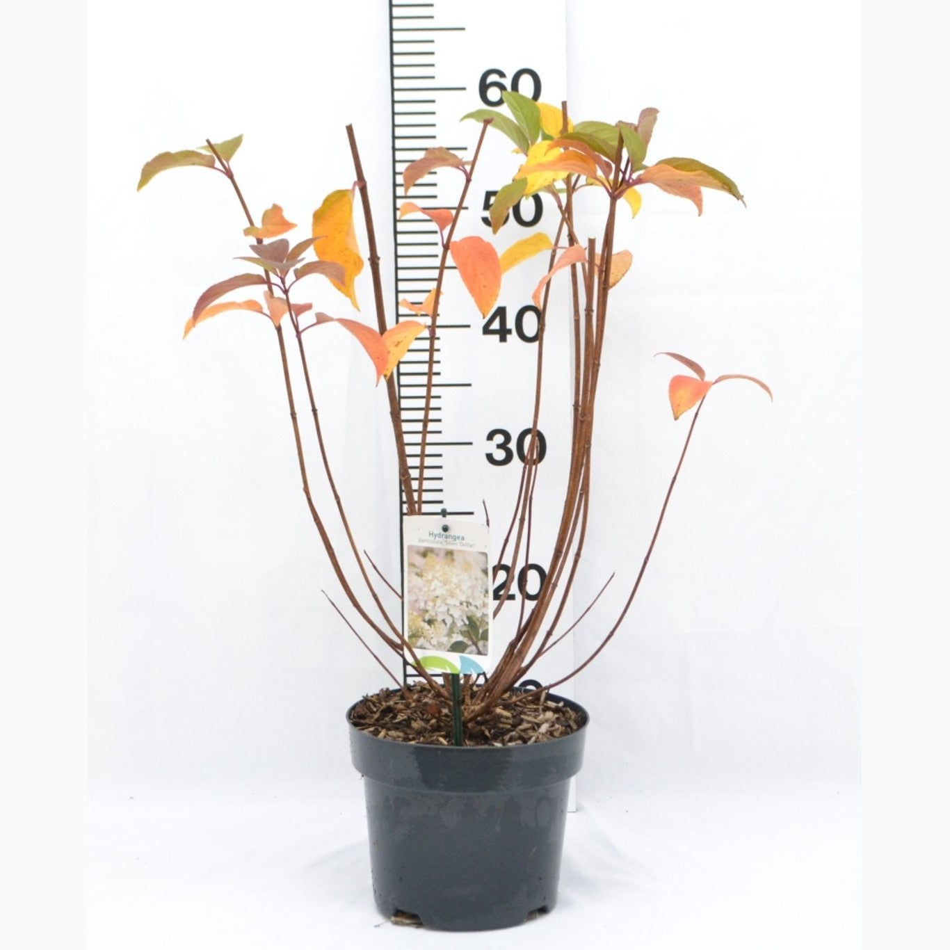 Syrenhortensia – Hydrangea paniculata 'Silver Dollar' - C3 20-40 CM